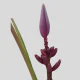 Tropical Flowers Musa Royal (1 St Bunch)