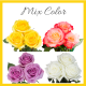 V-Day Mix Color Box 50 cm (100 Stems)