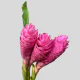 Tropical Flowers Ginger Nicole Pink (3 St bunch)