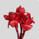 Tropical Flowers Ginger Plus Red (3 St bunch)