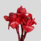 Tropical Flowers Torch Ginger Red (1 St bunch)