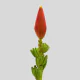 Tropical Flowers Musa Orange  (1 St Bunch)