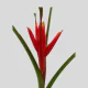 Tropical Flowers Musa Coccinea (1 St Bunch)