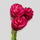 Tropical Flowers Ginger Plus Red (3 St bunch)