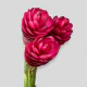 Tropical Flowers Ginger Plus Red (3 St bunch)
