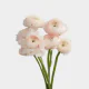 Flowers Ranunculus Light Pink (10 St bunch)