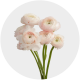 Flowers Ranunculus Light Pink  (10 St bunch)