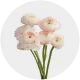 Flowers Ranunculus Light Pink  (10 St bunch)