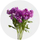 Flowers Stock Purple