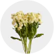 Box flowers Stock Yellow (300 Stems)