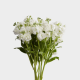 Flowers Stock White (10 St bunch)