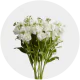 Box flowers Stock White (300 Stems)