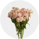 Box Flowers Stock Peach (300 Stems)