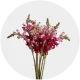 Flowers Box Snapdragon (300 St)