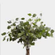 Greenery Eucalyptus Silver Dollar (10 St bunch)