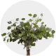 Box Greenery Box Eucalyptus Silver Dollar (150 St)