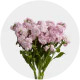 Box Flowers Stock Light Pink (300 Stems)