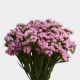 Flowers Statice Pink (10 St bunch)