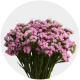 Box Flowers Statice Pink (200 St)