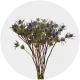 Flowers Eryngium Blue Lagoon