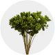 Flowers Hypericum Green