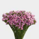 Box Flowers Statice Fucsia (200 St)