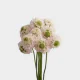 Flowers Scabiosa Hanoi (10 St bunch)