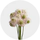 Flowers Scabiosa Hanoi