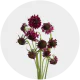 Box Flowers Scabiosa Cherry Vainilla (250 St)