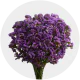 Box Flowers Statice Lavender (200 St)