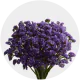Box Flowers Statice Blue (200 St)