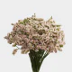 Flowers Statice Peach (10 St bunch)