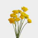 Flowers Ranunculus Yellow 35 cm (10 St bunch)