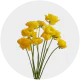 Flowers Ranunculus Yellow