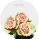 Aerobic Roses
