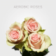 Box Light Pink Aerobic Roses 60 cm (100 St)
