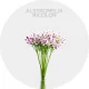 Flowers Alstroemeria Lavender / White Bicolor (10 St bunch)