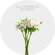 Flowers Alstromelia White