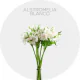 Flowers Box Alstroemeria White (150 St)