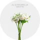 Flowers Alstroemeria White