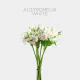 Flowers Alstroemeria White (10 St bunch)