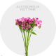 Alstromelia Hot Pink