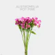Flowers Box Alstroemeria Hot Pink (150 St)