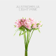 Flowers Alstroemeria Light Pink (10 St bunch)
