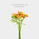 Flowers Alstroemeria Orange (10 St bunch)