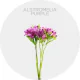 Flowers Box Alstroemeria Purple (150 St)