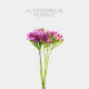Flowers Alstroemeria Purple (10 St bunch)