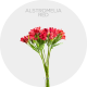 Flowers Alstromelia Red 