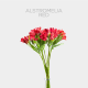 Flowers Alstroemeria Red (10 St bunch)