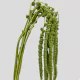Flowers Amaranthus Green (10 St bunch)